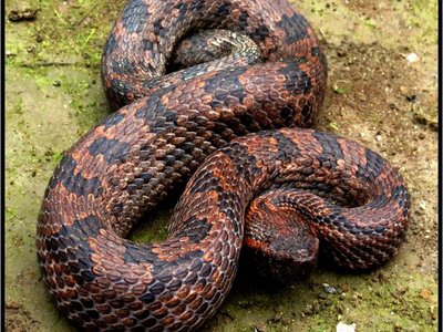 Himalayan Pit Viper