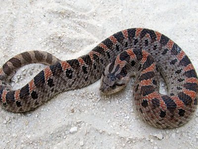 Hognose Snake