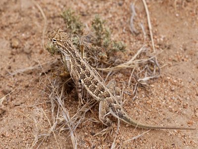 Holbrookia Lizard