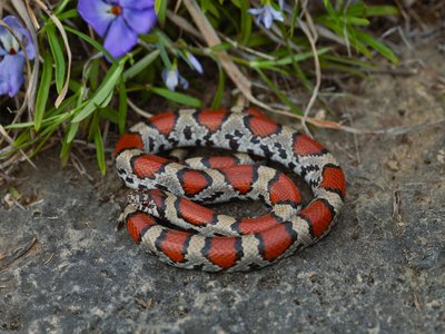 Honduran Coral Snake