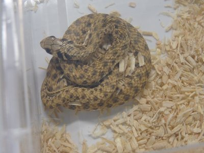 Hooded Malpolon