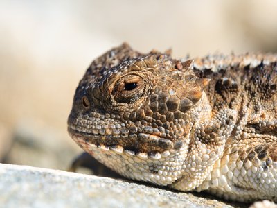 Horned Lizard