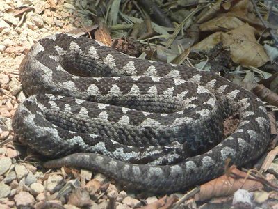 Horned Viper