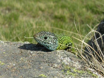 Iberian Emerald Lizard