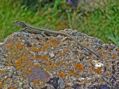 Iberian Wall Lizard
