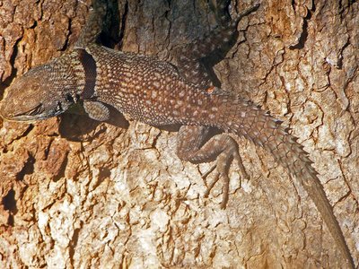 Iguanid Lizard