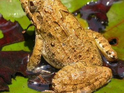 Indian Bullfrog
