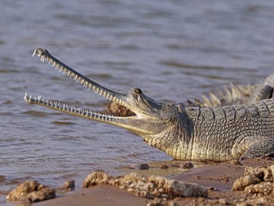 Indian Gharial