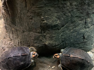 Indian Roofed Turtle