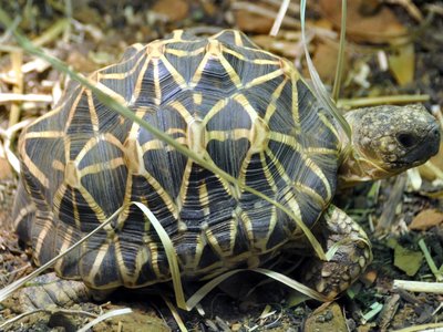 Indian Star Tortoise