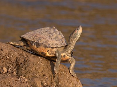 Indian Tent Turtle