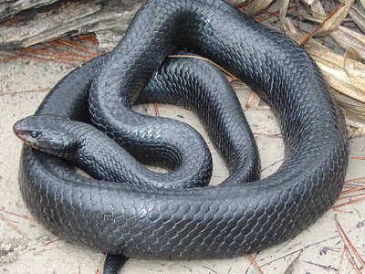 Indigo Snake