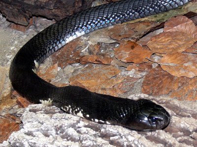 Indochinese Spitting Cobra