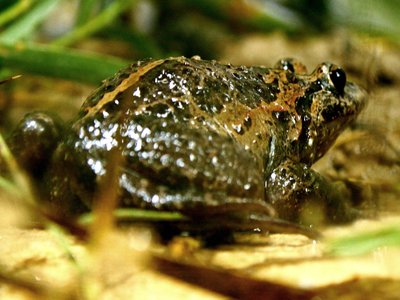 Israeli Painted Frog