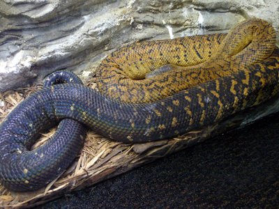 Jamaican Boa