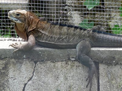 Jamaican Iguana