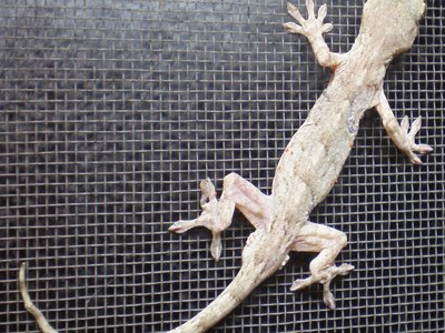 Japanese Gecko