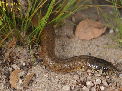 Japanese Keelback
