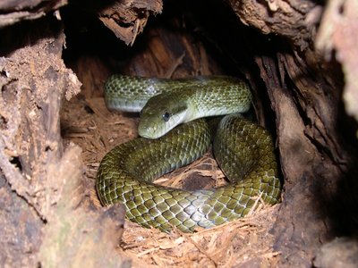 Japanese Rat Snake