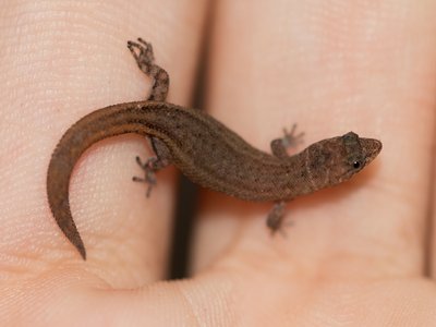 Jaragua Gecko