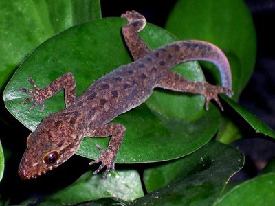 Javan Gecko