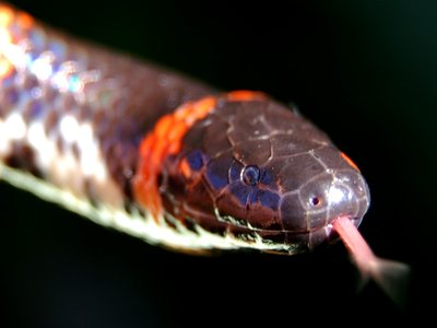 Javan Pipe Snake