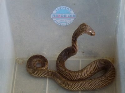 Javan Spitting Cobra