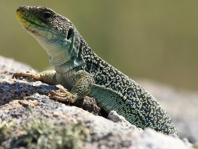 Jeweled Lacerta