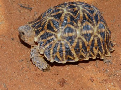 Kalahari Tent Tortoise
