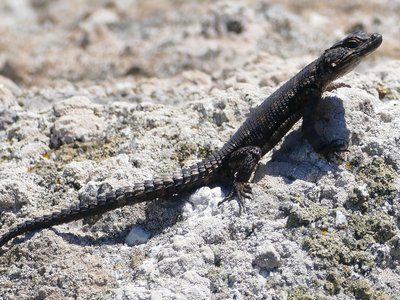 Karoo Girdled Lizard