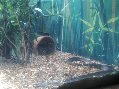King Rat Snake