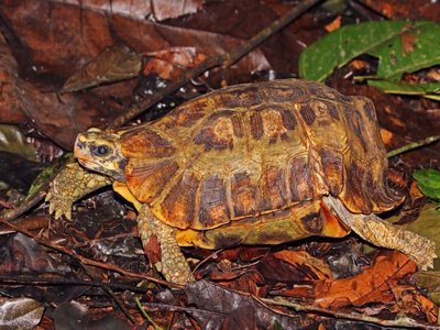 Kinixys Tortoise
