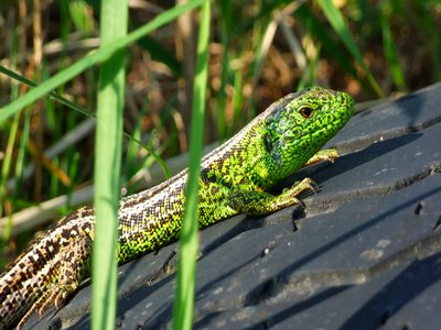 Lacerta Agilis Chersonensis