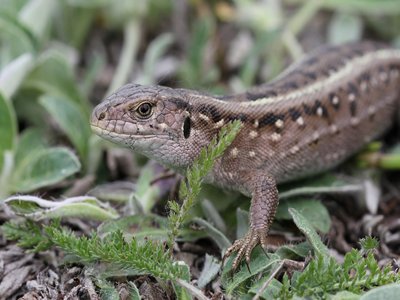 Lacerta Agilis