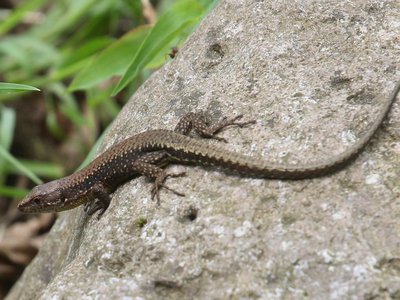 Lacerta Derjugini
