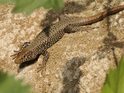 Lacerta Graeca