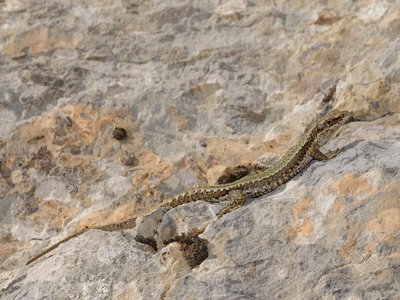 Lacerta Horvathi