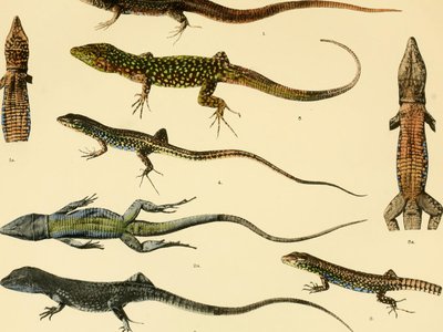 Lacerta Lilfordi