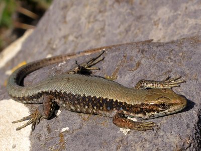 Lacerta Monticola