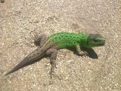 Lacerta Strigata