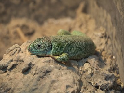 Lacerta Trilineata