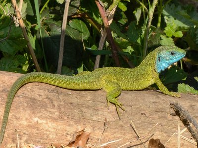 Lacerta Viridis