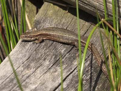 Lacerta Vivipara