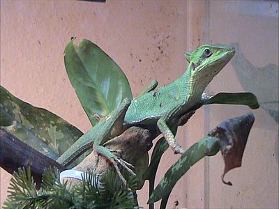Laemanctus Longipes