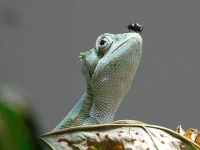 Laemanctus Serratus