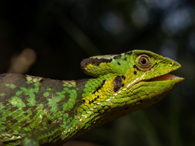 Laemanctus Waltersi