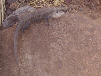 Lagarto Gigante