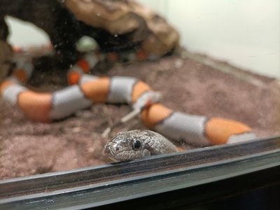 Lampropeltis Alterna