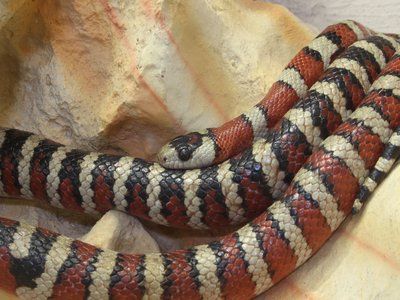 Lampropeltis Pyromelana