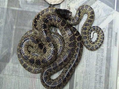Lampropeltis Splendida
